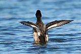 Lesser Scaupborder=